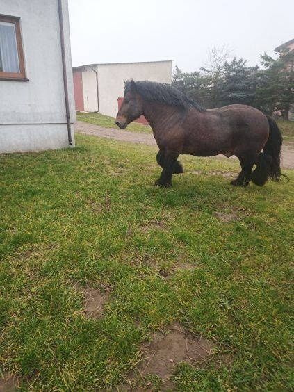 Koń ogier zimnokrwisty