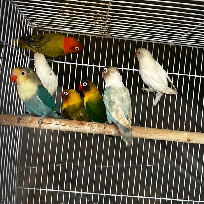 Agapornis Fischeris e personatus