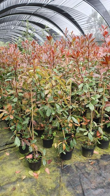 photinias, fotinias para sebes vermelha-