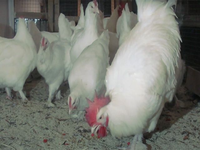 Курчата та інкубаційне яйце Малин (Мехеленська зозуля) смугастий,білий