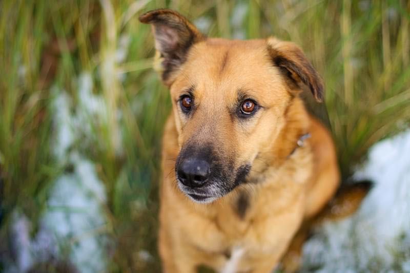 Dexster pomóż mu zaufać