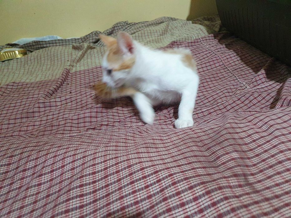 Gatinhos bébés para adopção