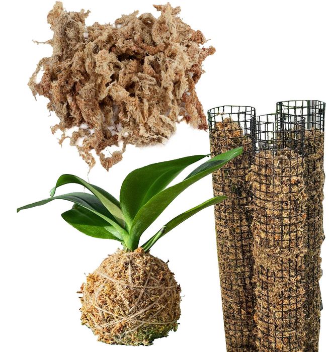 Mech Spagnum premium długie włosy Paliki ukorzenianie storczyk 100g