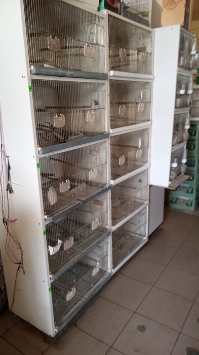 Kanarki Regał dla kanarków oraz drobnej egzotyki