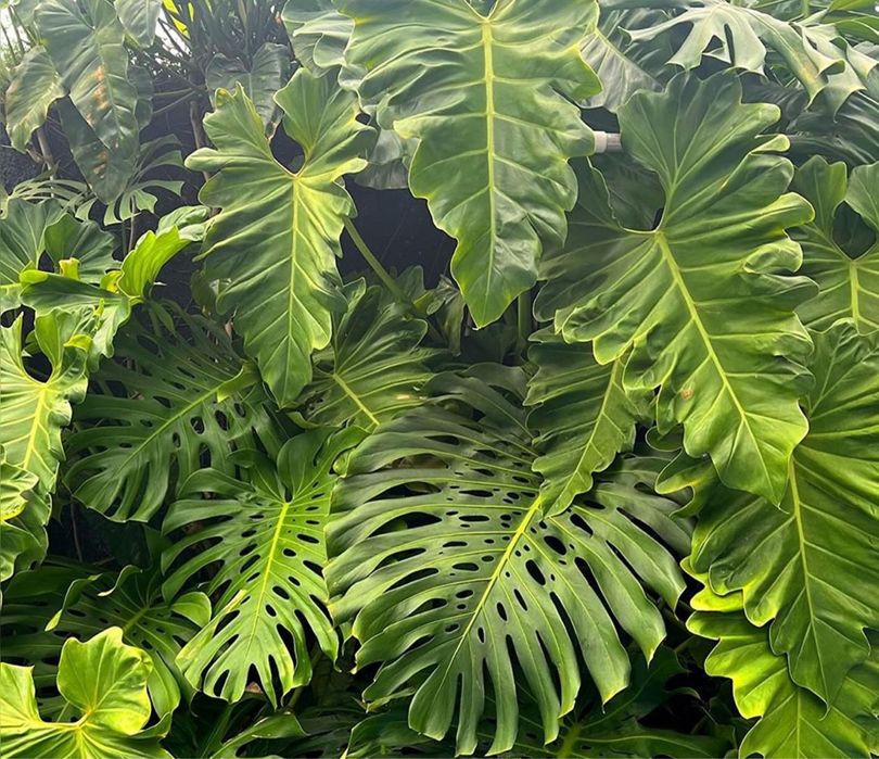 Faço trabalho de jardinagem,limpeza/manutenção de jardins,terraços,...