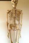 Anatomiczny model ludzkiego szkieletu na stojaku