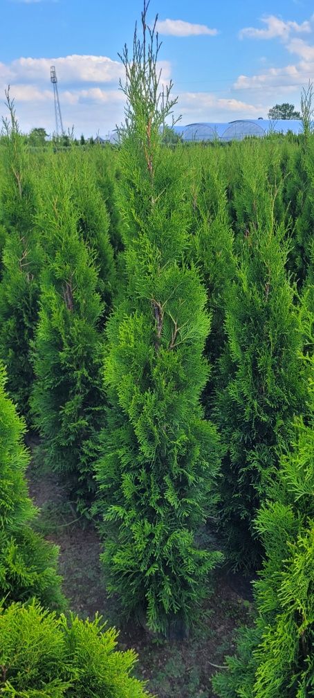 Tuja Smaragd 100 cm Dostawa gratis thuja brabant tuje Rabka zdroj