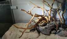 Gotowa aranżacja korzenie akwarium 60 cm 54 72 lub 112 L