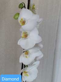 Продам шикарную орхидею  DIAMOND