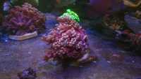 Alveopora pastel pink premium koralowce morskie