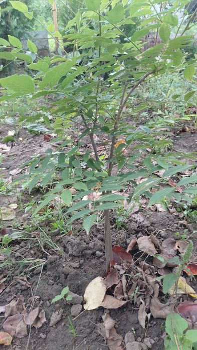 Гліцинія фіолетова