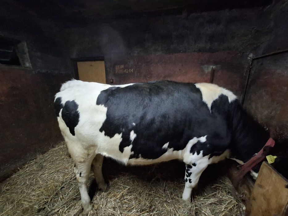 Jałówka wysokocielna