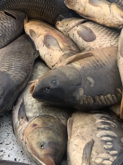 Продається карп вирощений у власному ставку