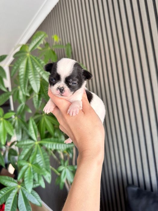 Chihuahua Mini. Menina.Cabeça de maçã.