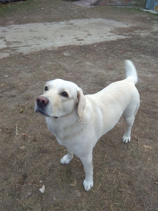 Вязка с шикарным лабрадором