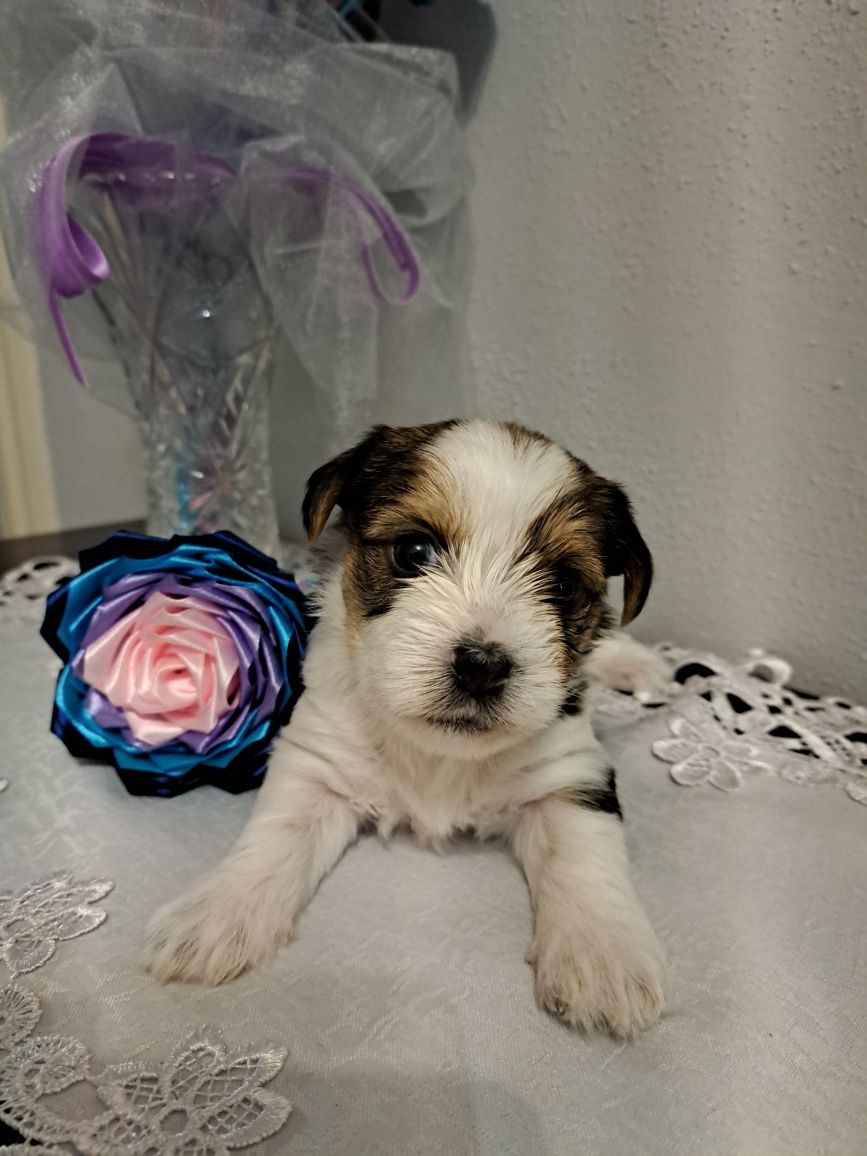 Yorkshire terrier
