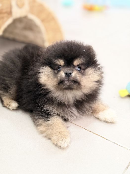 Lulu da Pomerânia Micro Miniatura com Lop e Afixo