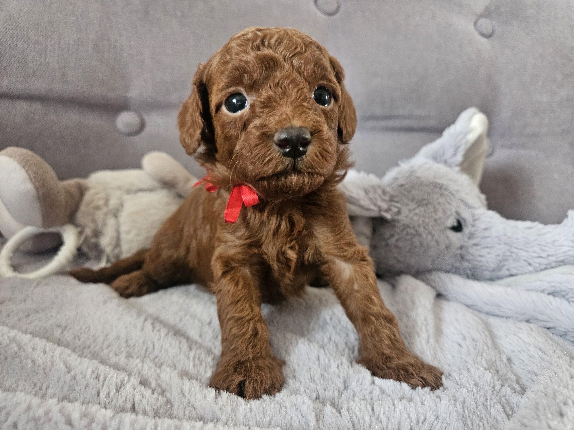 Pudel Toy Red Brown.