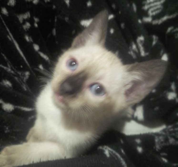 Gatinhos bebés  para adoção