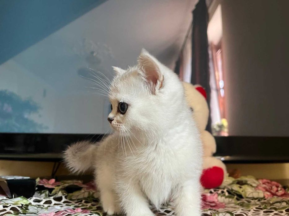 Блакитноока срібна загадкова британочка