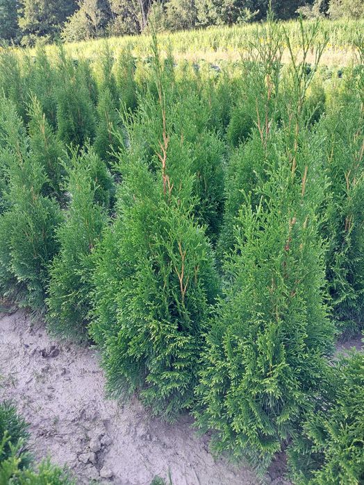 Żywotnik SMARAGD (TUJA SZMARAGD) wysokość 80-90 cm kopana z gruntu
