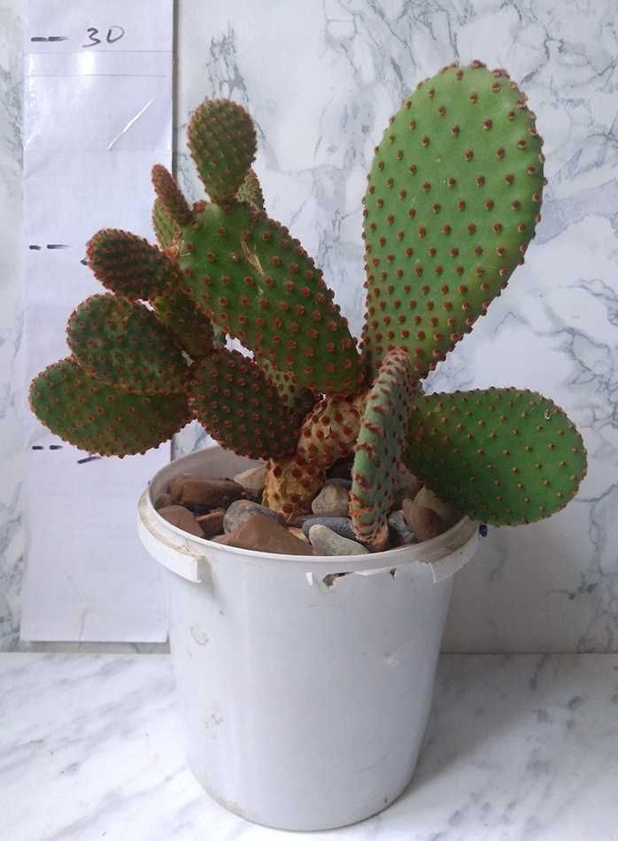 Аустроциліндропунція (Austrocylindropuntia) та  Опунція (opuntia)