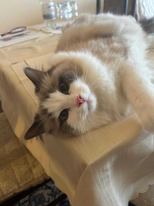 Puchaty kocurek bicolor rasy Ragdoll