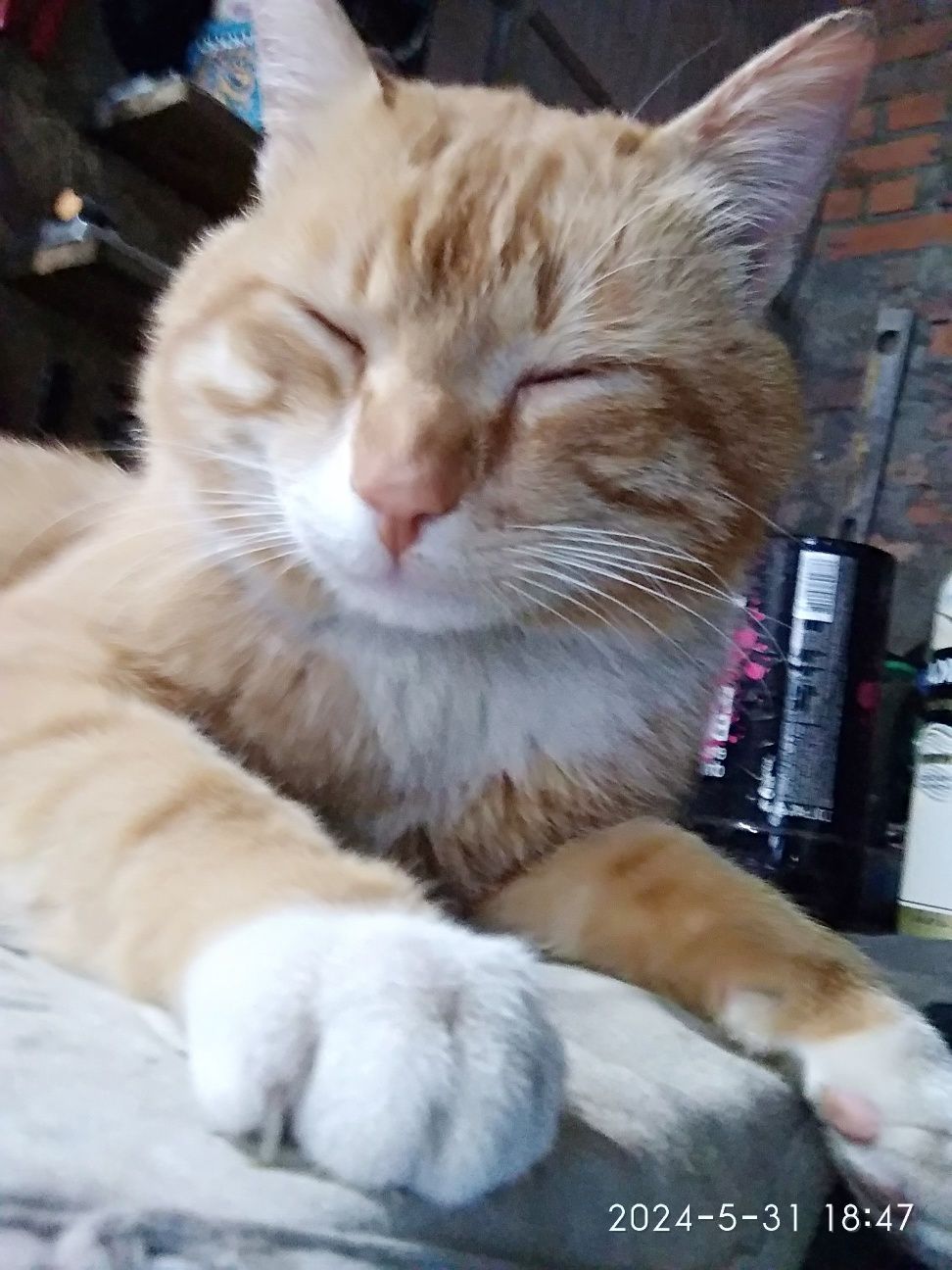 Шукаю свого котика
