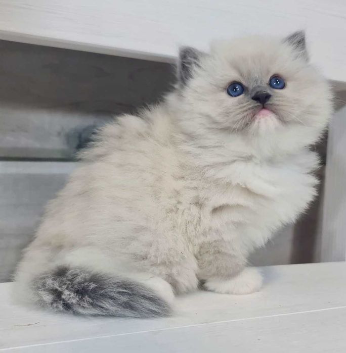 Ragdoll kocurek Blue mitted z rodowodem