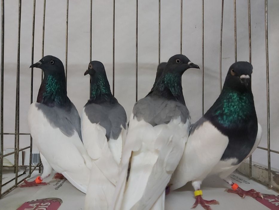 Gołębie Ciemne Murzyny