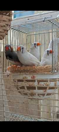 Troco Mandarins por comida para eles