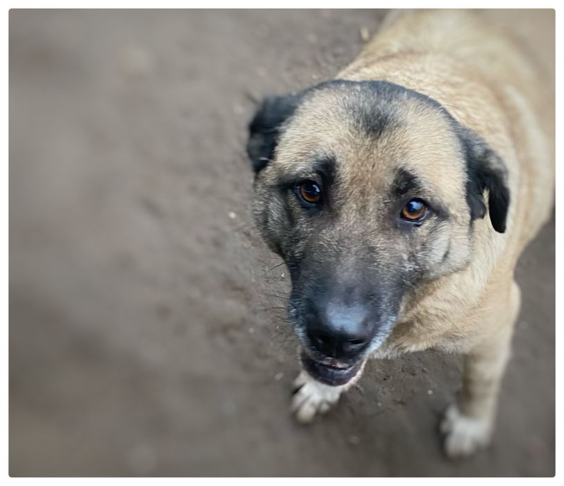 Sunia - Papunia idelana do domu z ogrodem