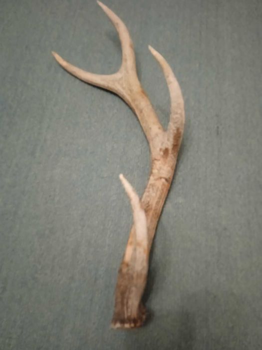 Рог  рога оленя  2025