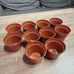 Doniczki brązowe zestaw 10 sztuk 8x6,5 cm 0,22L produkcyjne