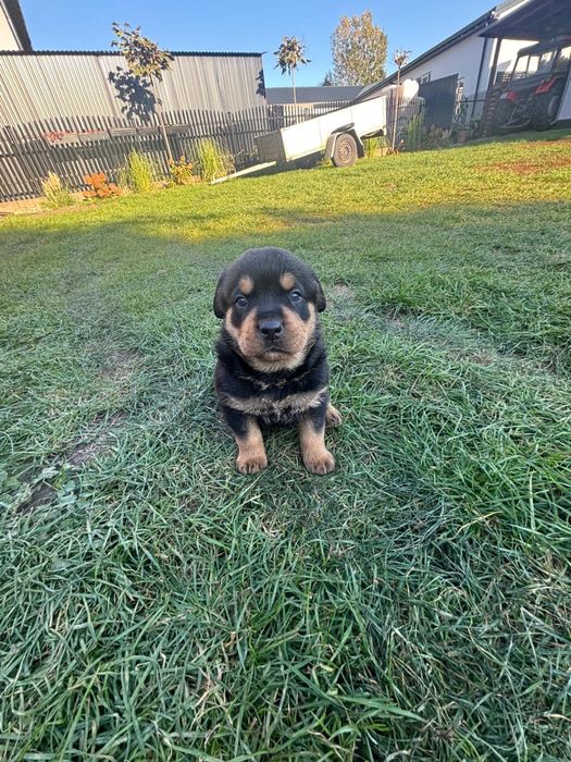 Szczenie rottwailer