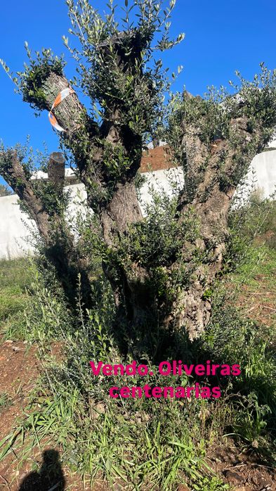 Vendo oliveiras centenarias