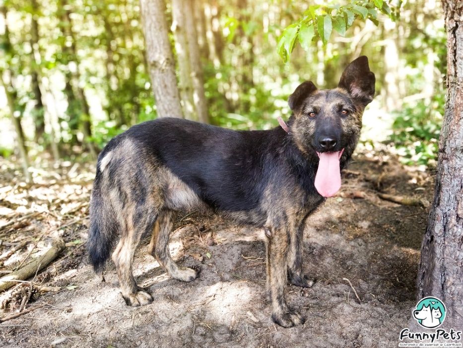 Piękny, aktywny, przyjacielski pies Henry poleca się do adopcji!