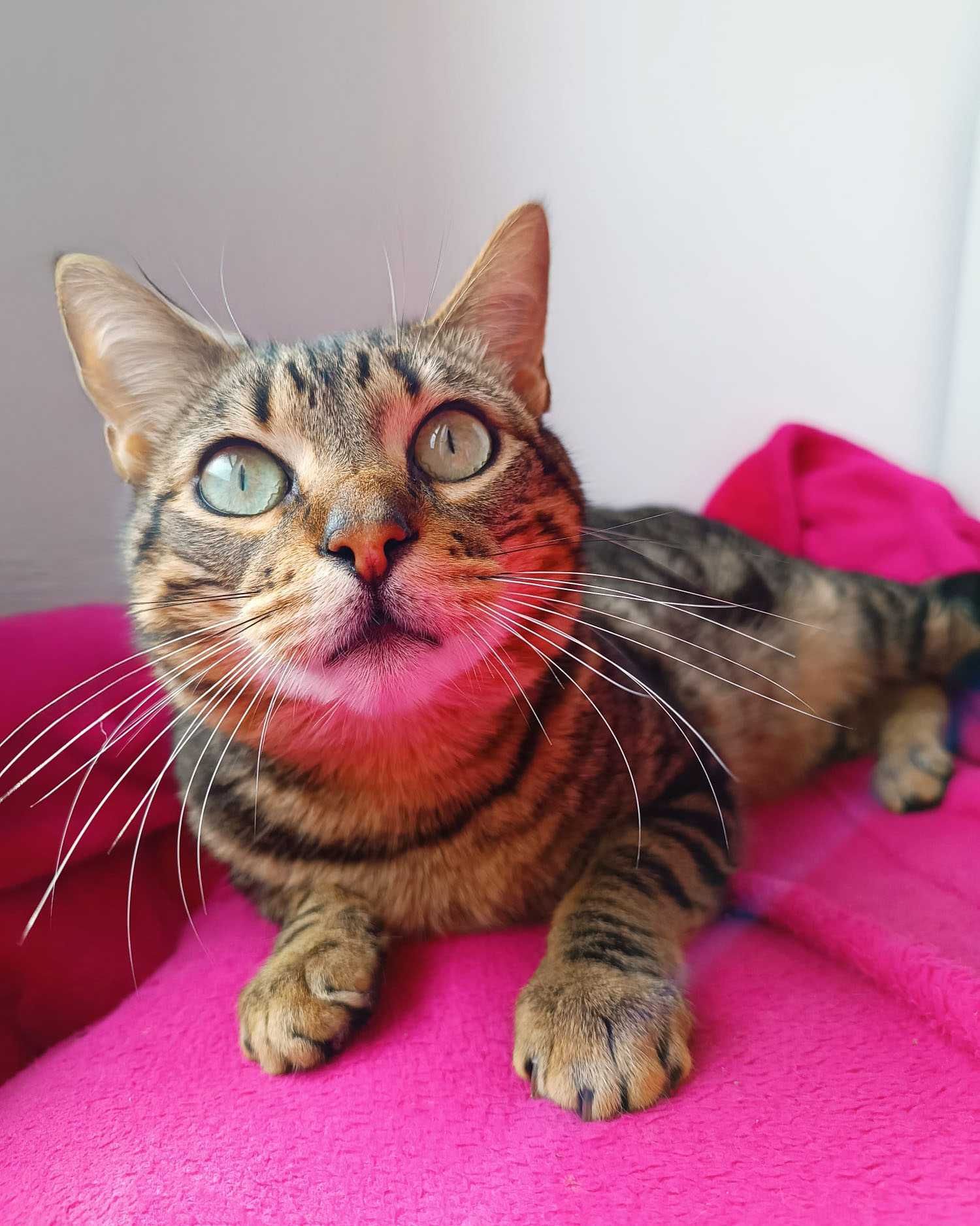 Setúbal / Margem Sul / Lisboa — KODI, gatinho para adoção