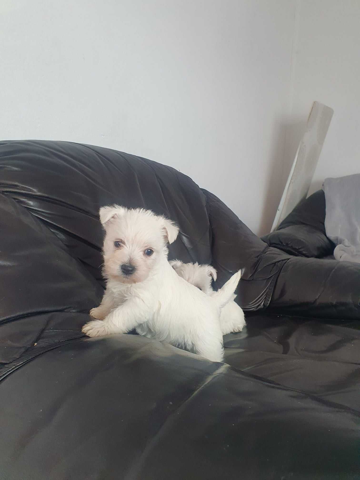 Śliczna suczka West Highland White Terrier