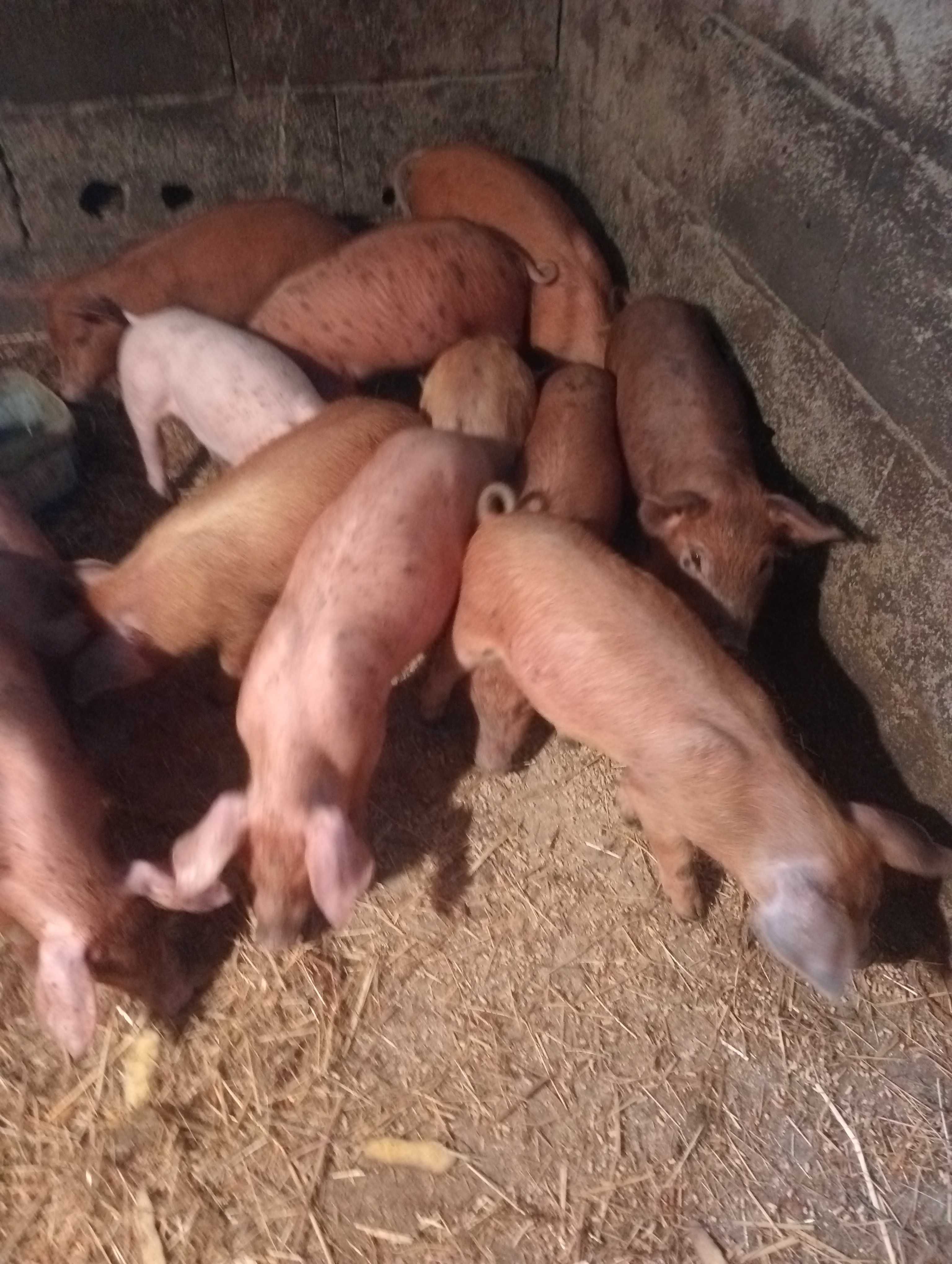 Leitões  Pietran com duroc e tenho também brancos