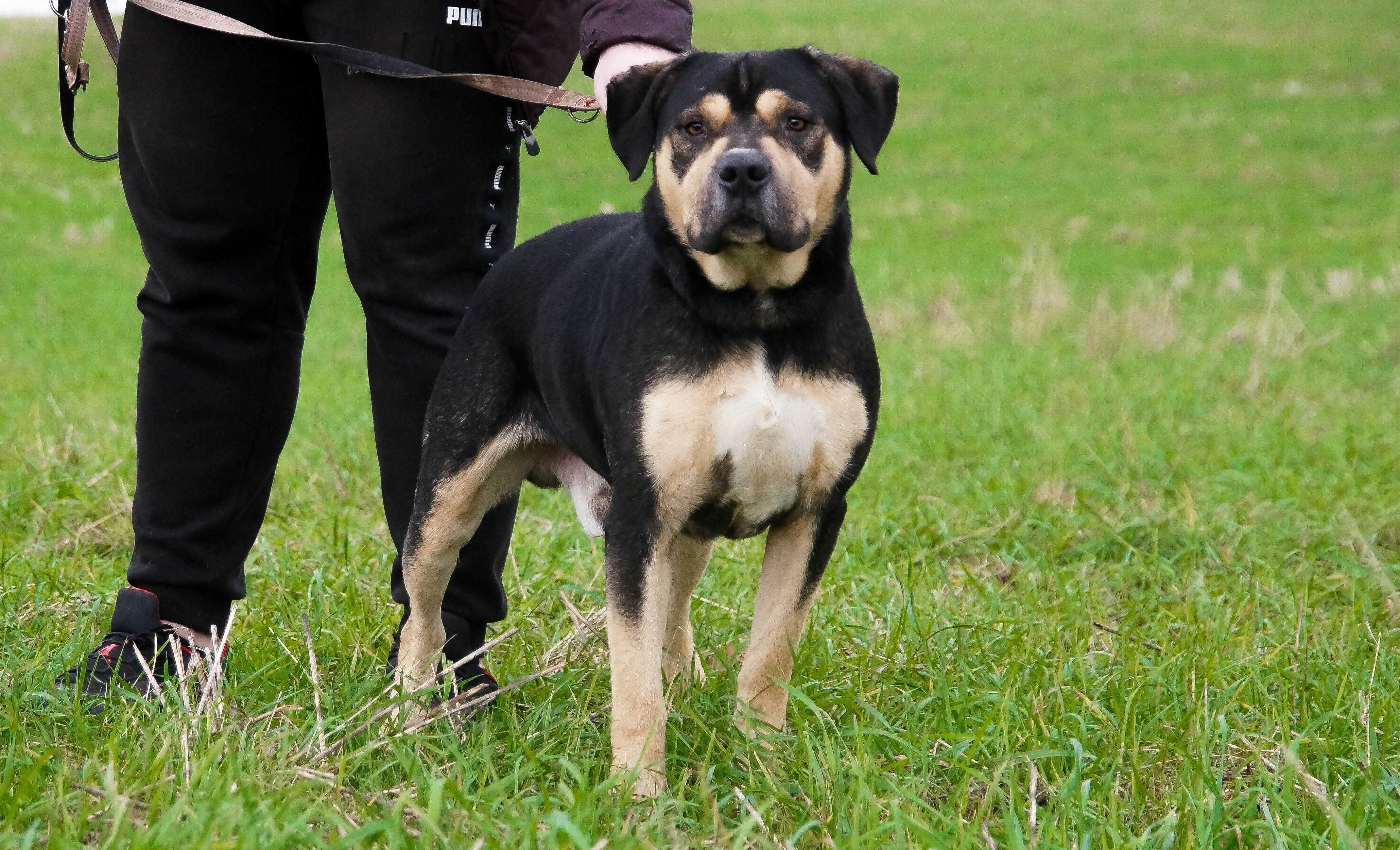 Żuber - kochany cielaczek do adopcji