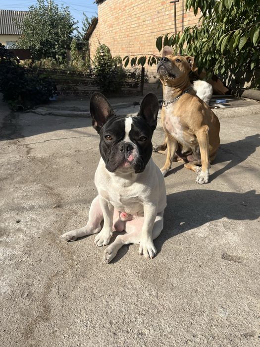 Француз вязка