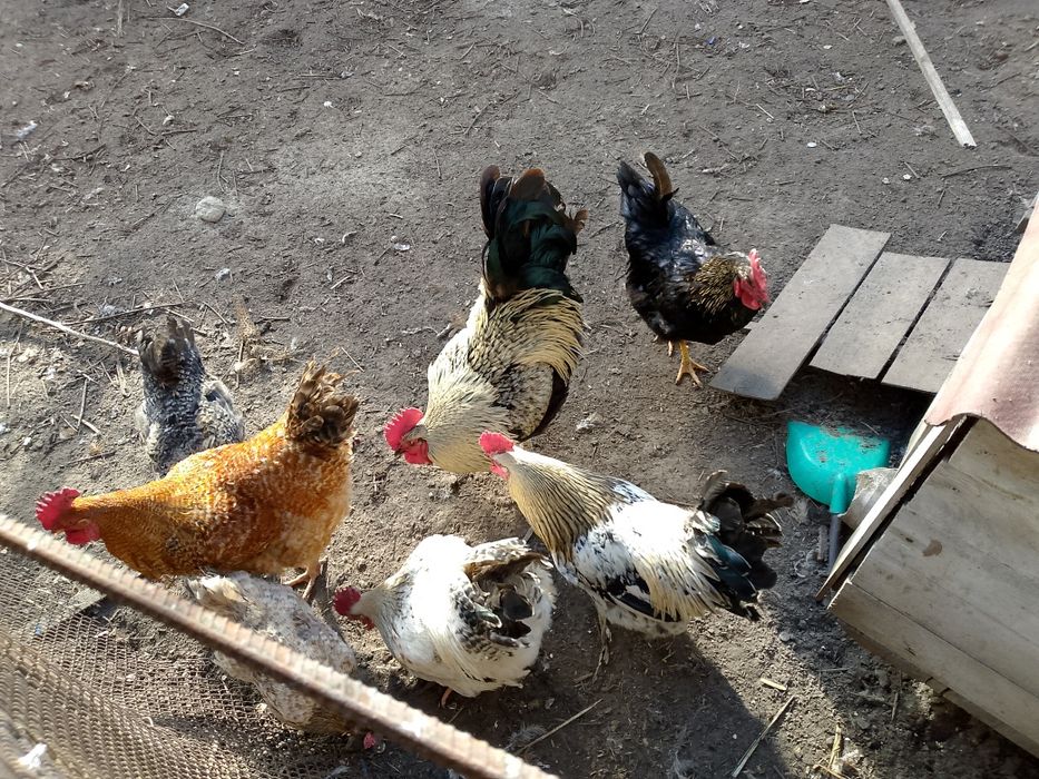 Продам півня   .