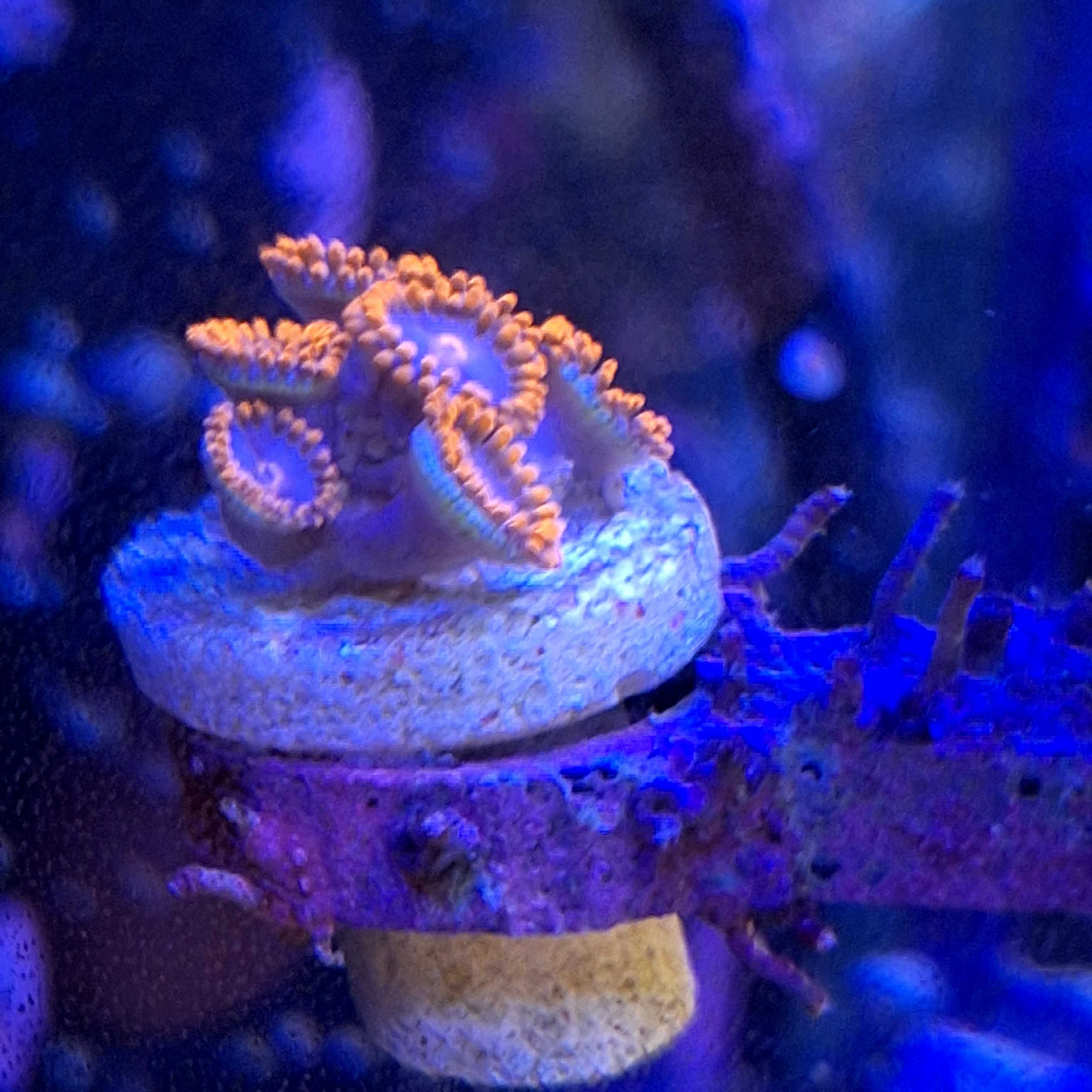 Zoa spp. Różne rodzaje