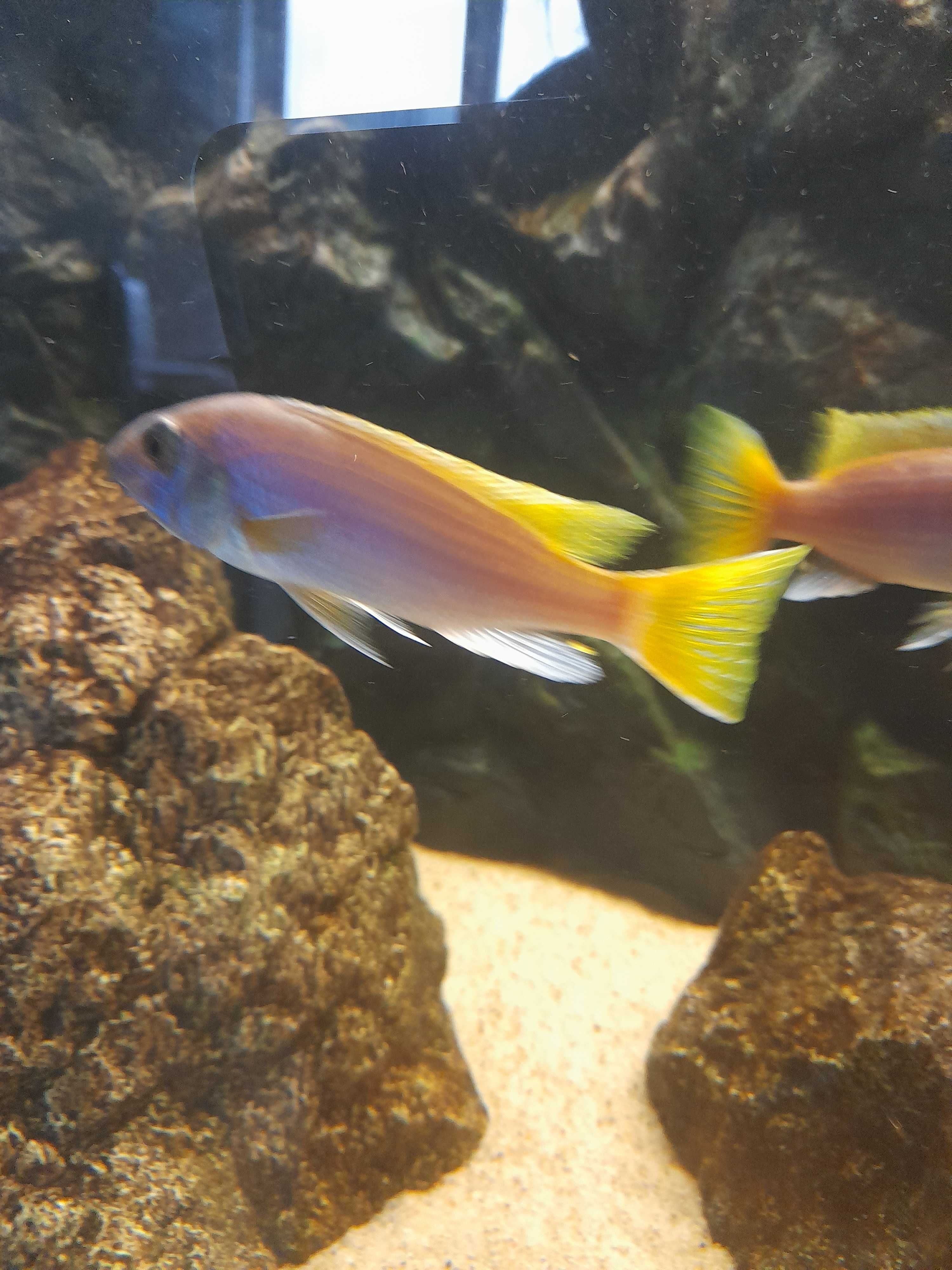 Pyszczaki Pseudotropheus Acei Luwala