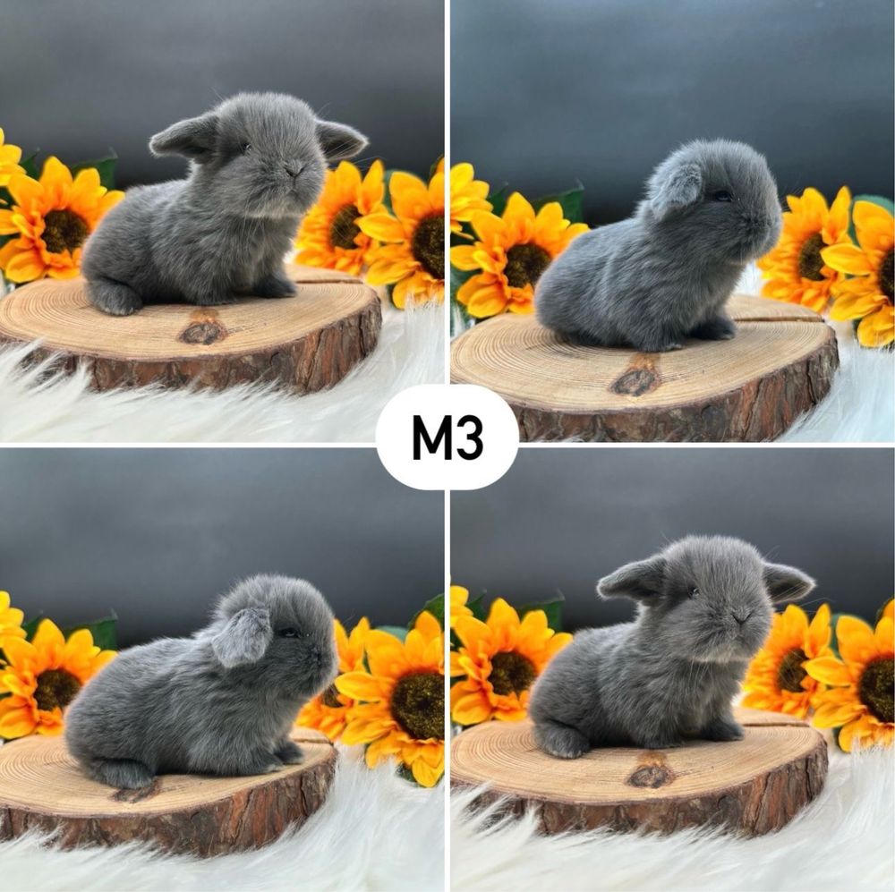 Kroliczki mini lop