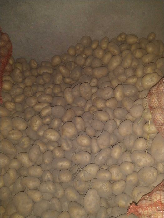 Ziemniaki eko sprzedam