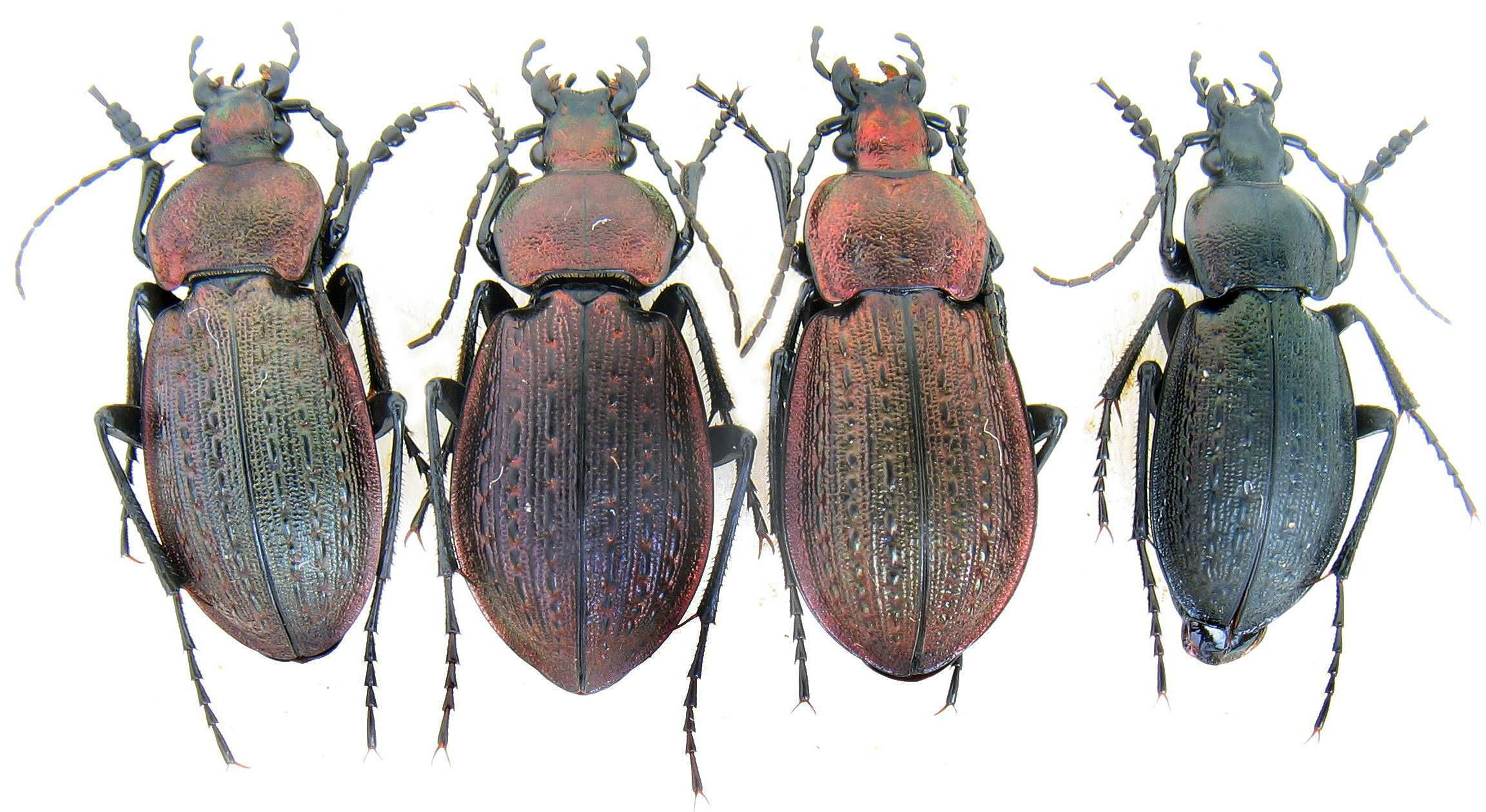 С arvensis carpathus коллекция насекомые комахи, жуки, ентомологія