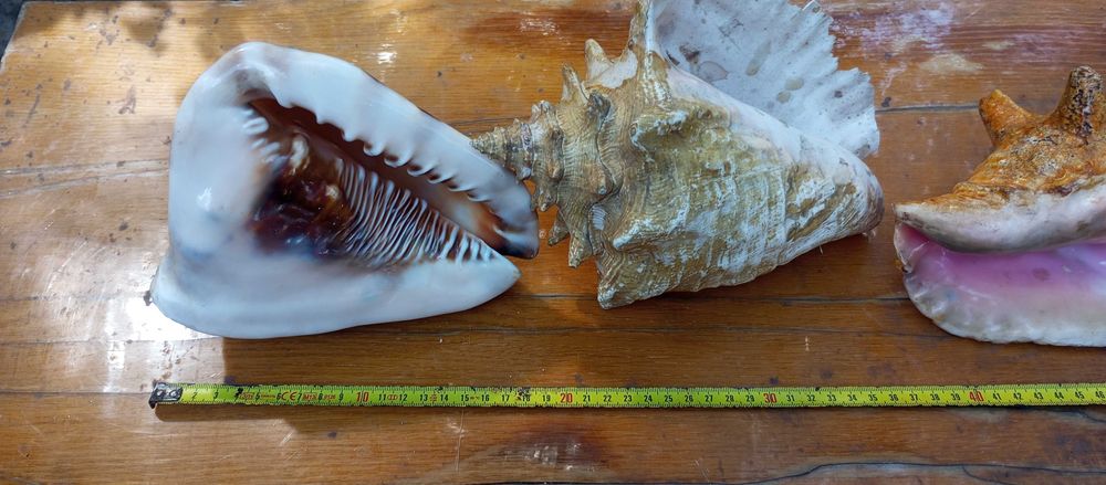 Ракушки черепашки морские Торг