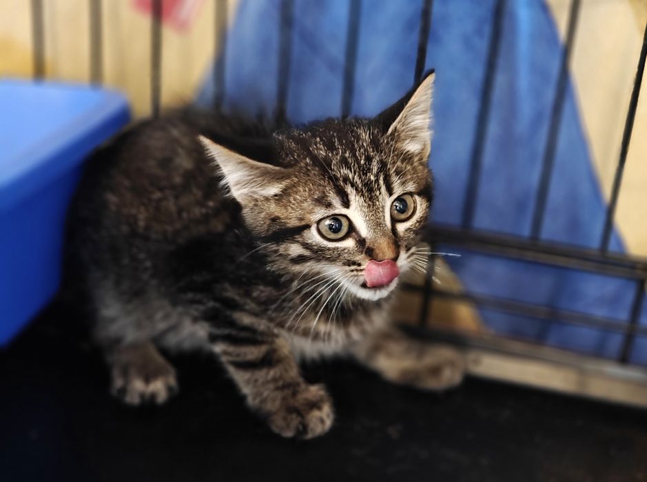 Табі кошеня Бося, 2 міс. Полосате кішечка, кішка.